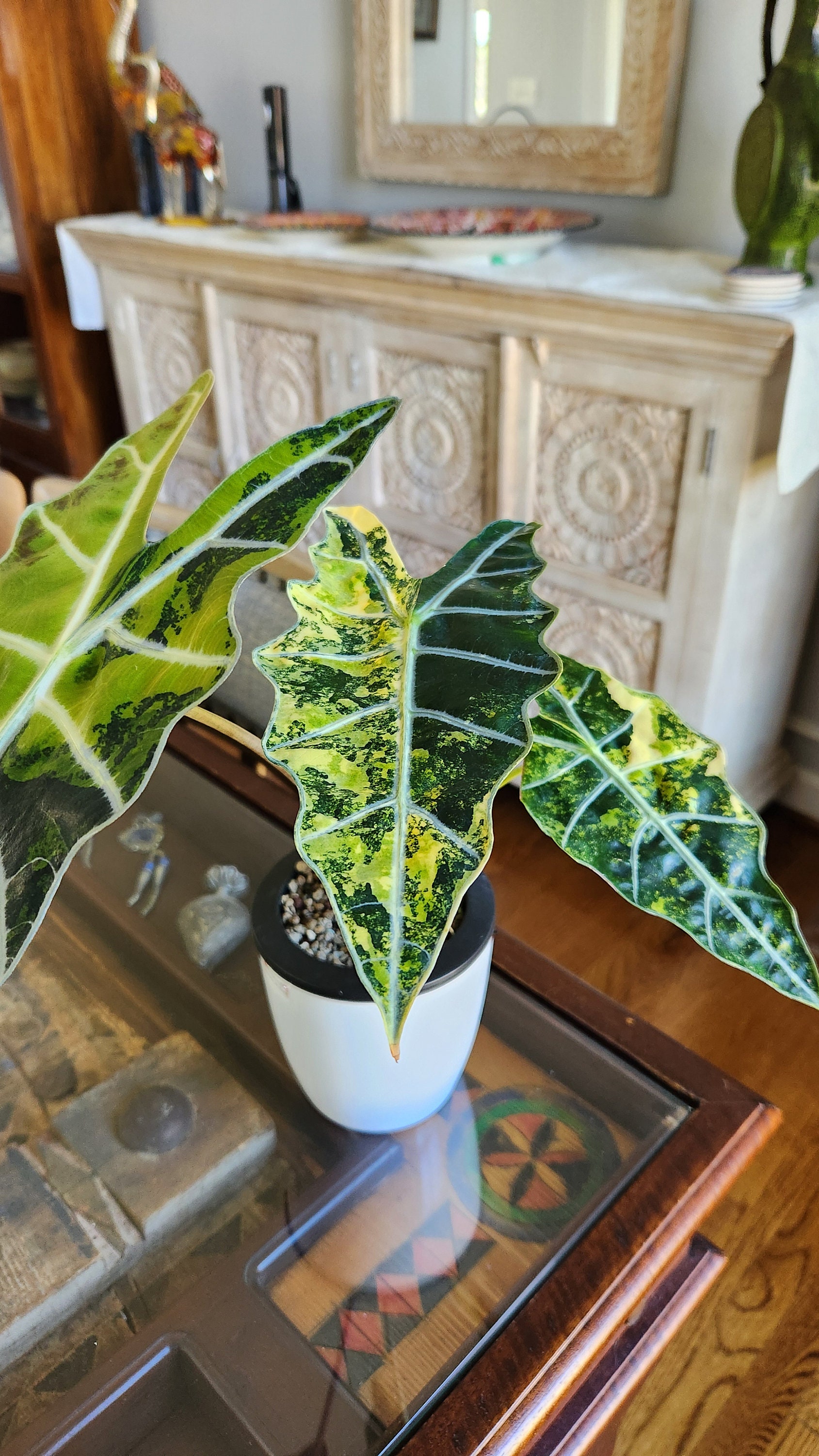 Sanderiana Bull Aurea Alocasia CORM. Alocasia PLANT, Tropical