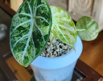 Variegated Alocasia Ninja Tricolor Tissue Culture Plant - Etsy