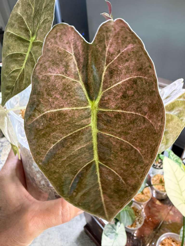 Alocasia Golden Bone Pink Splash Corm A79 Small - Etsy