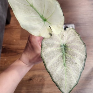 May include: Close-up of two large, heart-shaped leaves. The leaves are primarily white with green veins and edges, and a speckled pattern. The leaves are held by a person. The background is a wooden surface.