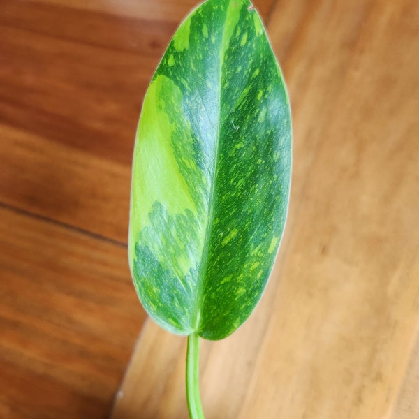Variegated Green Congo Philodendron. Plant Pictured. HIGH VARIEGATION. Rare Tropical Plant.
