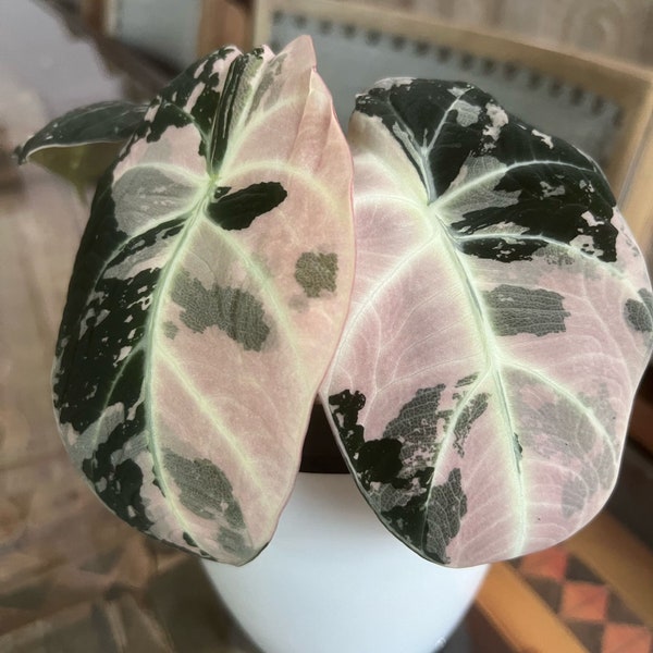 Black Velvet Pink Variegated Alocasia Corm, Tropical Plant, Alocasia Plant, Potted Aroid Plant, Velvet Alocasia, Smaller Corm