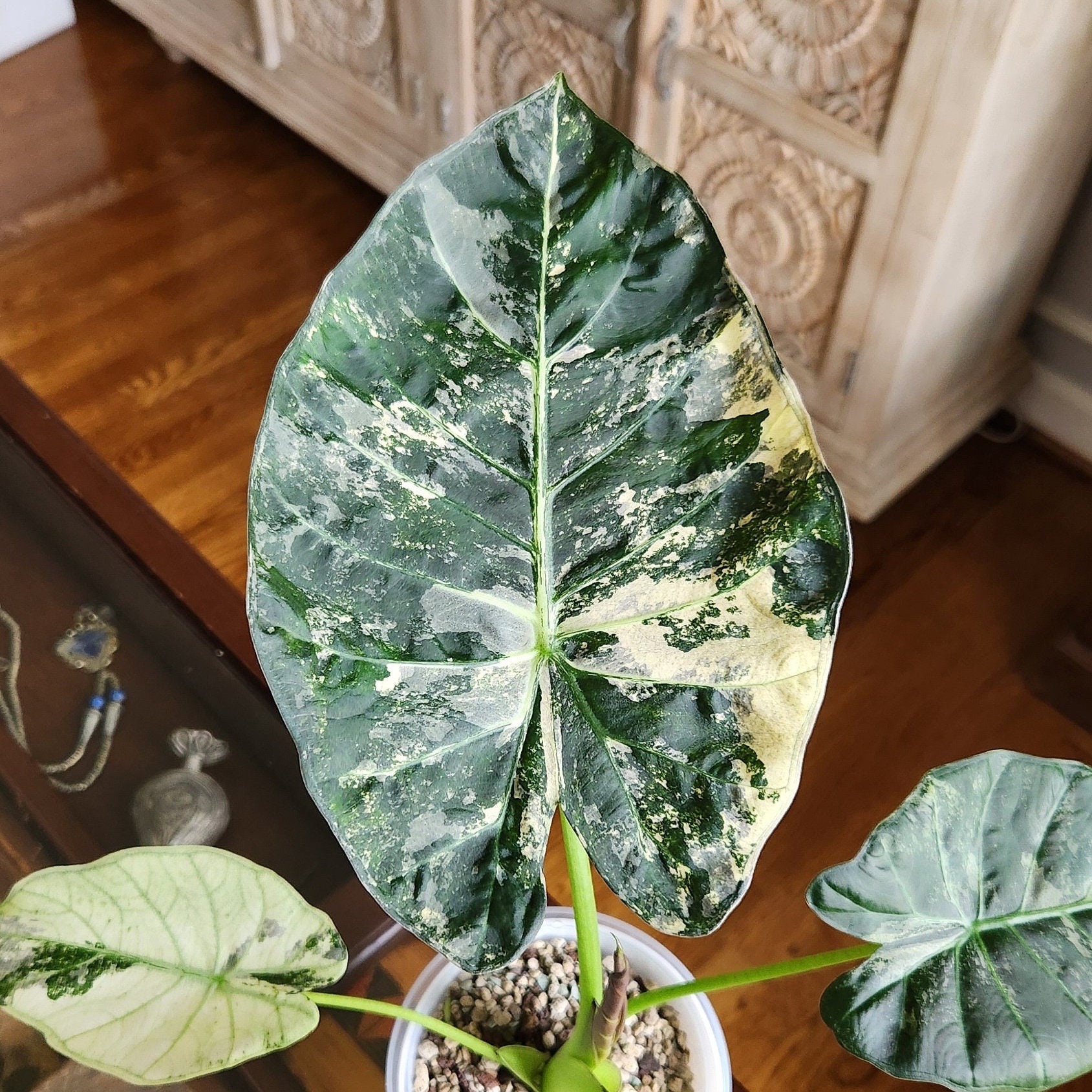 Regal Shield Albo Variegated Alocasia Corm A7 A23 A24 A25 - Etsy