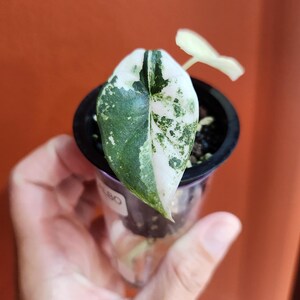 Bisma 'platinum' Albo Alocasia Starter Plant A41 - Etsy