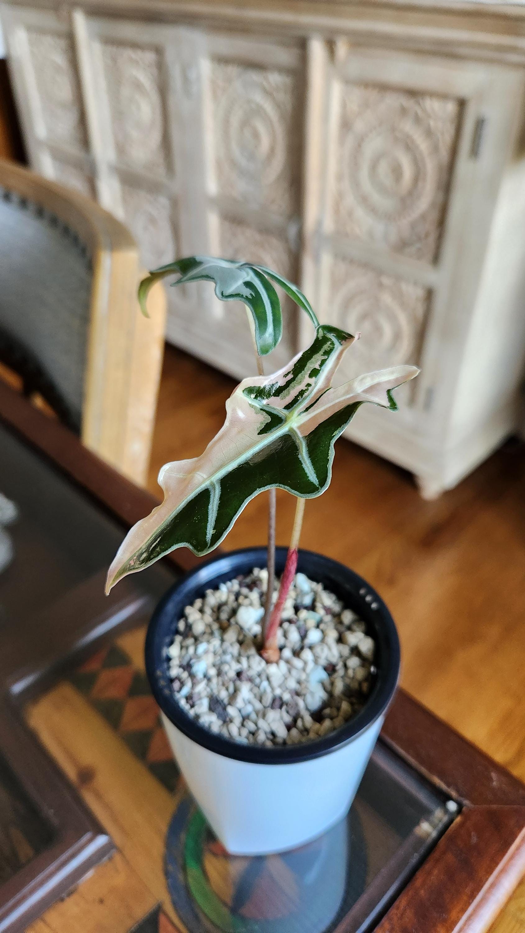 Alocasia Nobilis K - Etsy