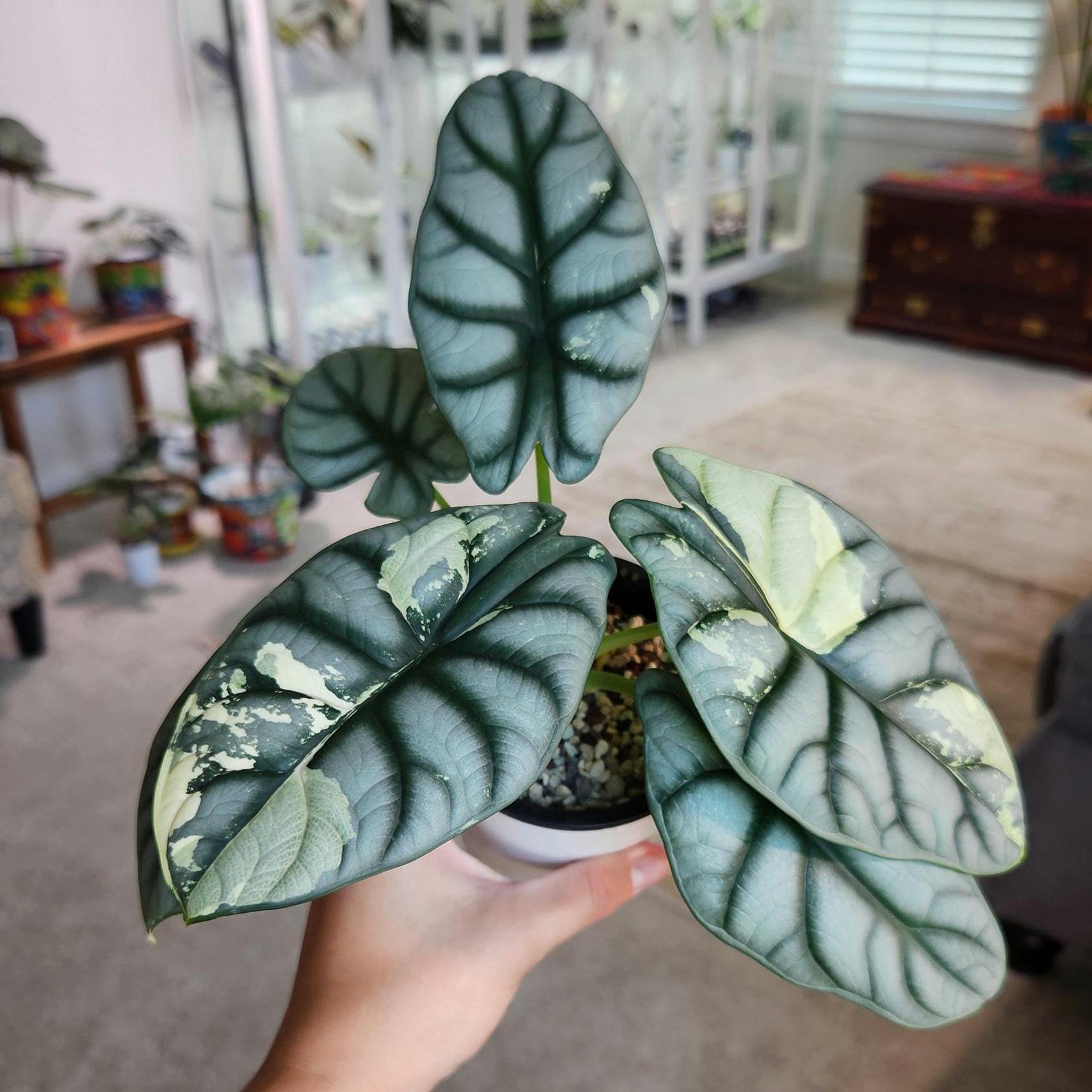 Thailand's Alocasia Silver Dragon Aurea Variegated 4