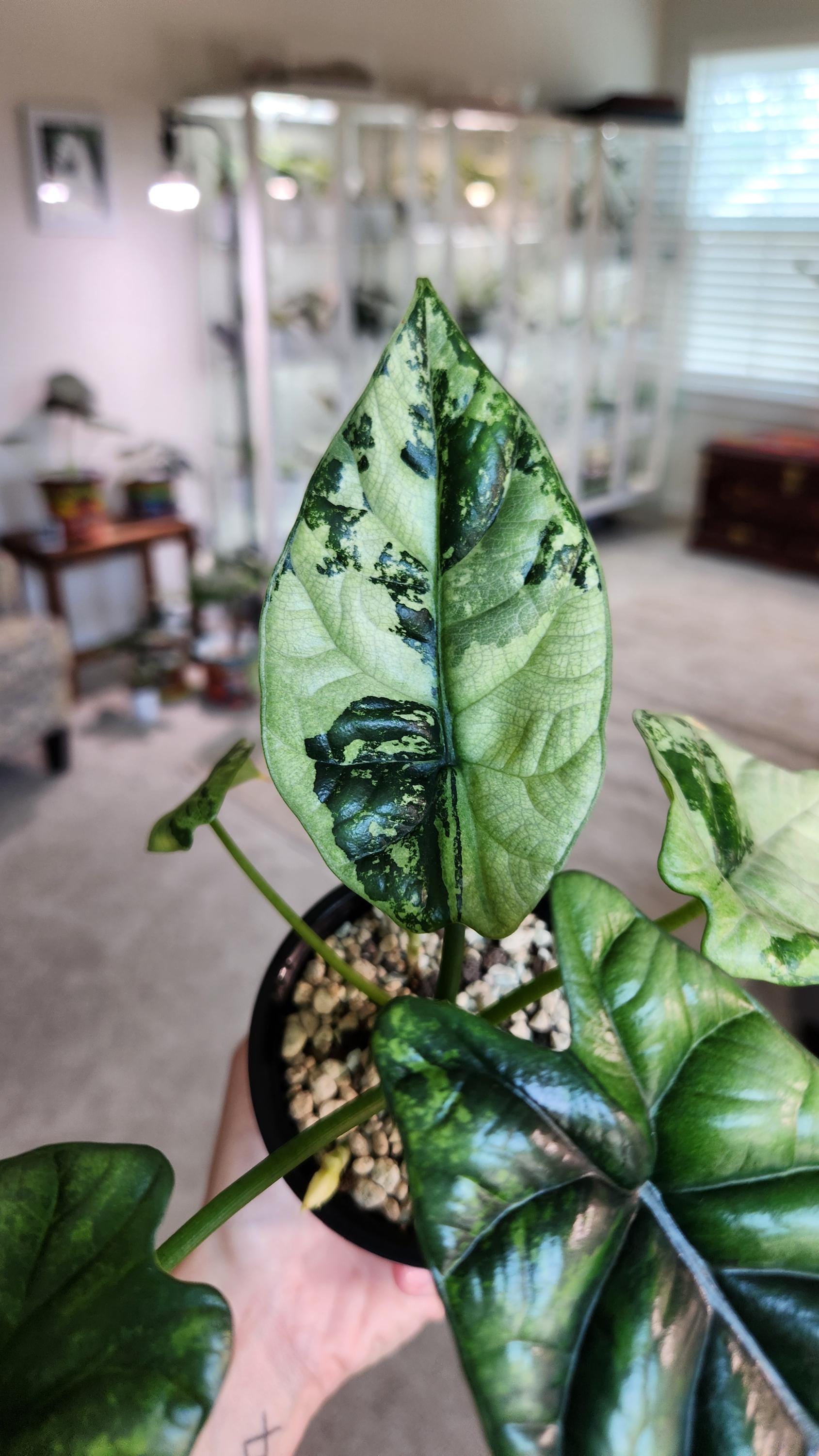 Variegated Sinuata Albo Variegated Corm. Please Read Our