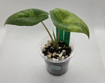 Aurea Scalprum Variegated Alocasia Starter Plant B79