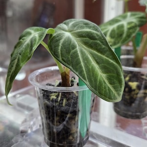 May include: A small potted plant with large, textured green leaves and prominent veining. The plant is in a clear plastic cup, with dark soil and visible roots. A green plant tag is attached. The background is blurred, suggesting a greenhouse or indoor setting.