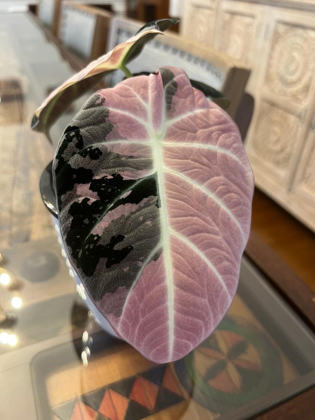 Black Velvet Pink Variegated Alocasia Corm, Tropical Plant, Velvet Alocasia, Corm Not Plant Etsy