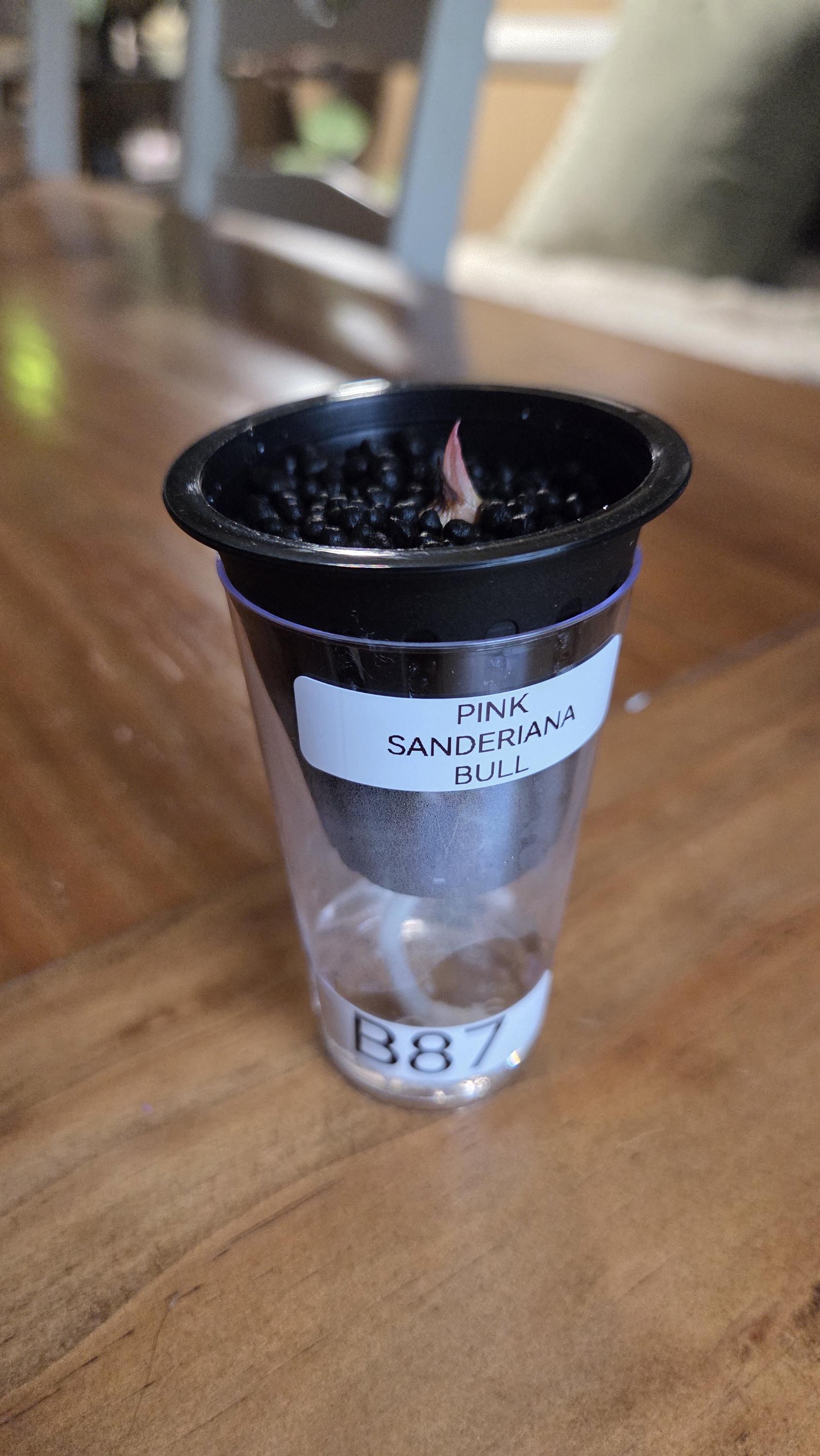 Sanderiana Bull Pink/albo Alocasia CORM B47 B82 B88 - Etsy