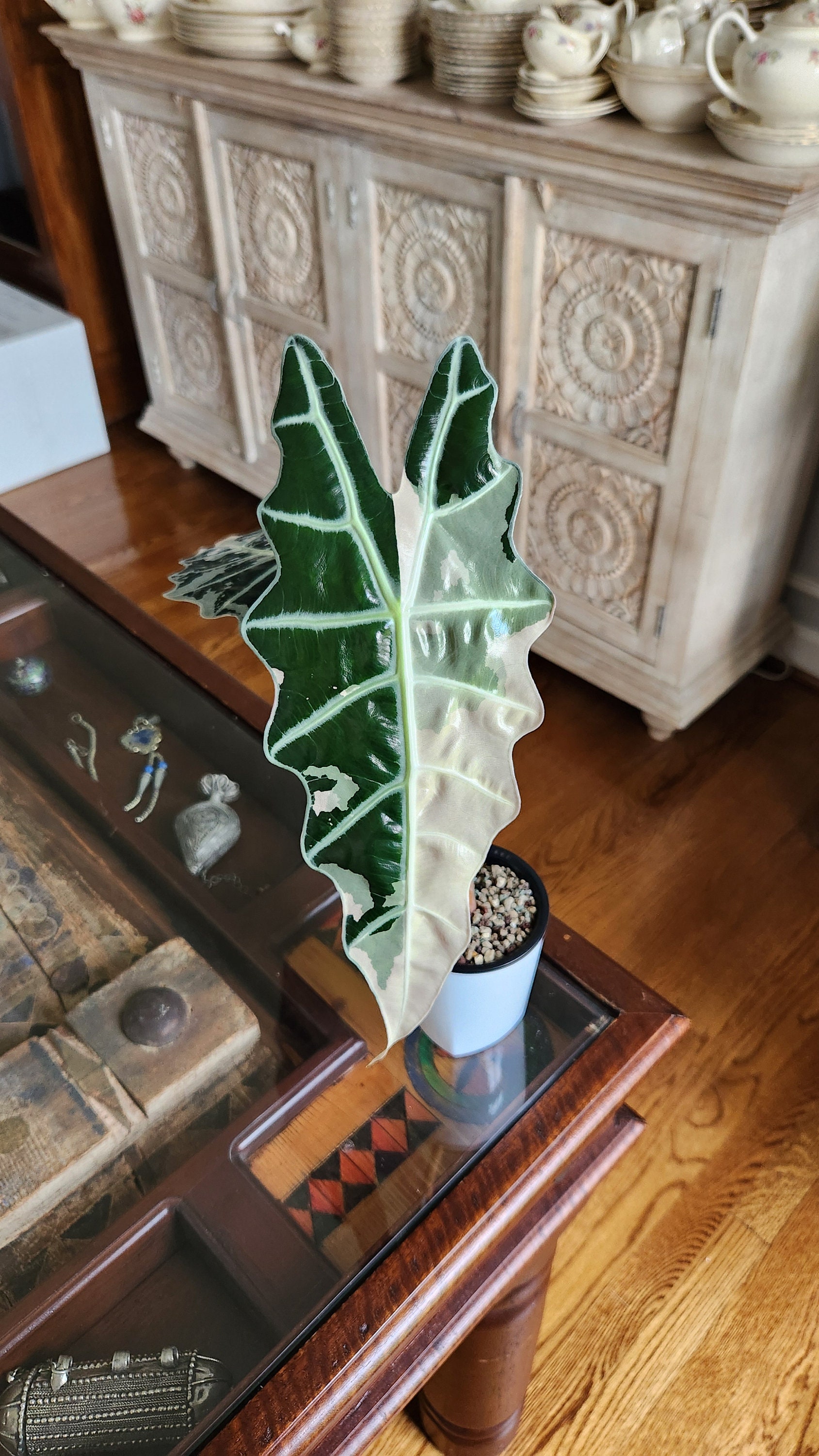 Sanderiana Bull Pink/albo Alocasia CORM B47 B82 B88 - Etsy