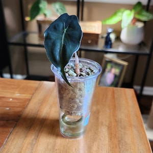 Alocasia Alocasia venom, 観葉植物 - Xplant