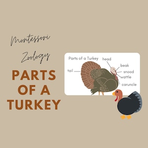 TURKEY THEME - Parts of a Turkey Printing Coloring Printable, Montessori Zoology Activity