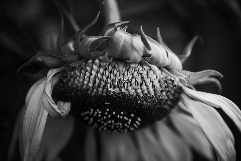 Sunflower Drooping black & White Wall Art Etsy