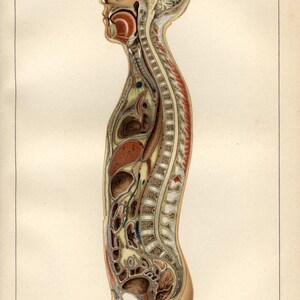 Può includere: Illustrazione anatomica dettagliata di una sezione trasversale del corpo umano. L'immagine mostra gli organi interni, la colonna vertebrale e il cervello. Il testo in alto recita "KÖRPER DES MENSCHEN (Durchschnitt)." Stile vintage.