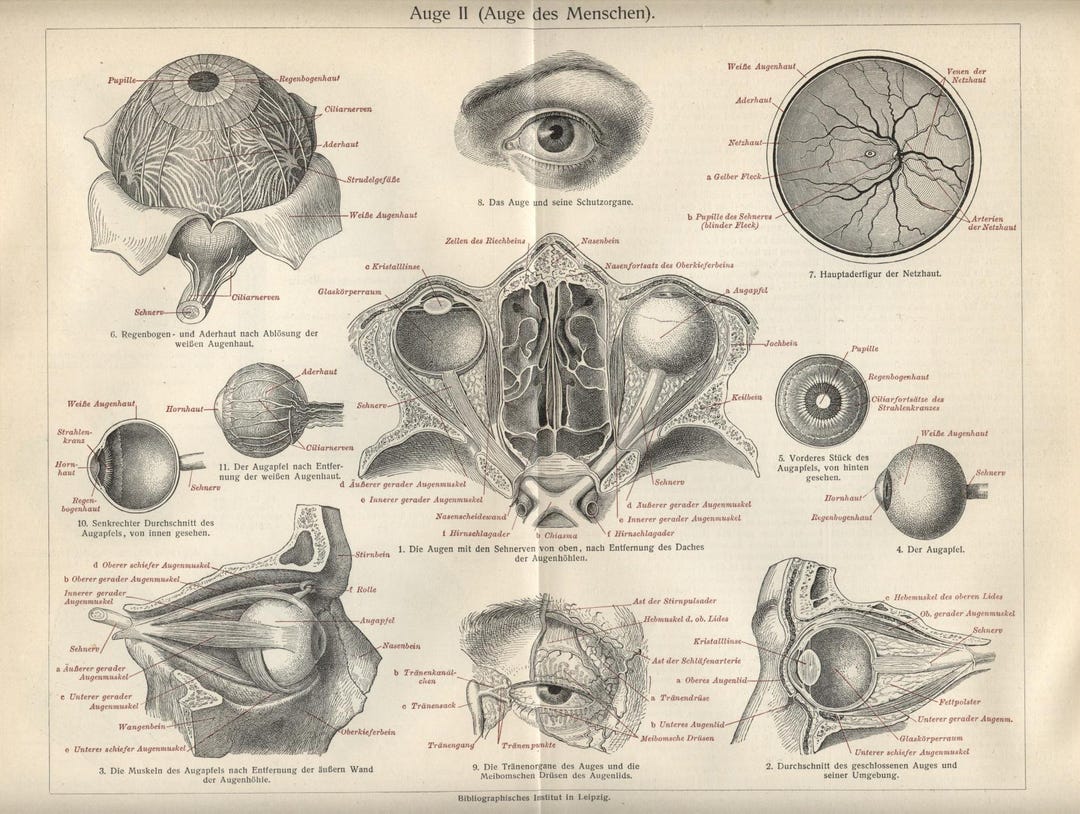 1889 Antique Print = HUMAN EYE = Anatomy Medicine = Original - Etsy