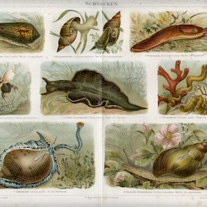 1897 Antique print = SNAIL GASTROPODS = Original CHROMOLITHOGRAPHY