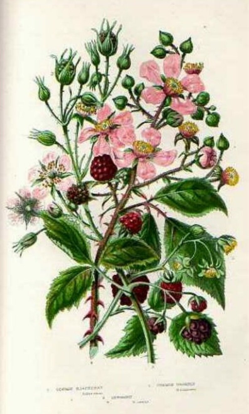 1899 Antique Print RASPBERRY 71 Plants Flowers CHROMOLITHOGRAPHY by ...