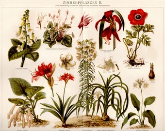 1897 alte stiche = ZIMMERPFLANZEN Alpenveilchen Anemone Lilium Amaryllis = Original CHROMOLITHOGRAPHIE