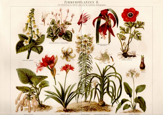 1897 alte stiche = ZIMMERPFLANZEN Alpenveilchen Anemone Lilium Amaryllis =  Original CHROMOLITHOGRAPHIE - Etsy.de