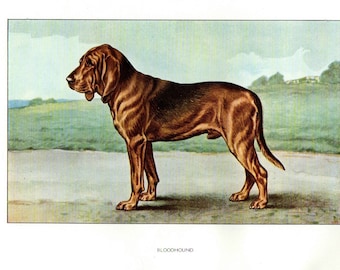 1930 Antique Print = BLOODHOUND = Dogs = Original CHROMOLITHOGRAPHY