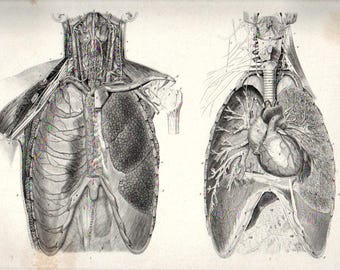 1870 HEART and LUNGS Antique Anatomical Print Victorian Era Medicine