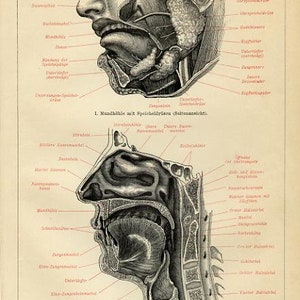 Può includere: Illustrazione anatomica vintage in tedesco della bocca e della cavità nasale umana. Il disegno in bianco e nero mostra una vista laterale e una sezione trasversale, con annotazioni dettagliate.