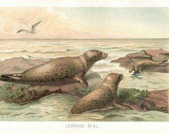 1894 Antique print = LEOPARD SEAL = ORIGINAL CHROMOLITHOGRAPHY