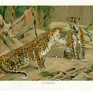 1894 alte stiche = LEOPARD = Katzen = Original CHROMOLITHOGRAPHIE