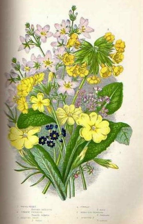 1899 Antiker Druck = PRIMULA (172) Pflanzen Blumen = CHROMOLITHOGRAPHIE von Anne Pratt
