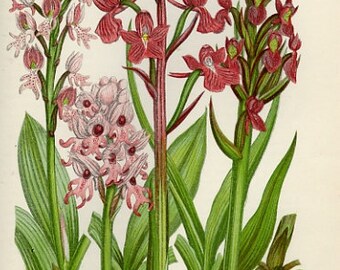 1899 Antiker Druck = ORCHIDEEN (219) Pflanzen Blumen = CHROMOLITHOGRAPHIE von Anne Pratt