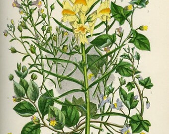 1899 Antiker Druck = LINARIA (160) Pflanzen Blumen = CHROMOLITHOGRAPHY von Anne Pratt