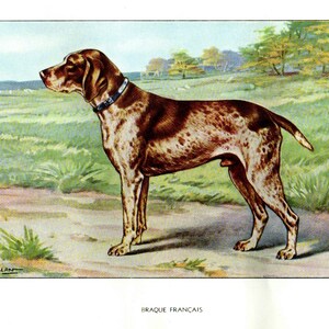 1930 Antique print = FRENCH BRACCO = Dogs = Original CHROMOLITHOGRAPHY