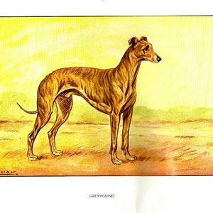 1930 alte stiche = GREYHOUND ENGLISH GREYHOUND = Hunde = Original Farbdruck