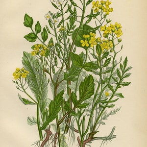 1899 Impresión antigua = NASTURTIUM (24) Plantas Flores = CROMOLITOGRAFÍA por Anne Pratt