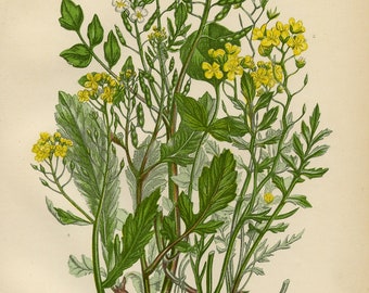 1899 Antiker Druck = Kapuzinerkresse (24) Pflanzen Blumen = CHROMOLITHOGRAPHIE von Anne Pratt
