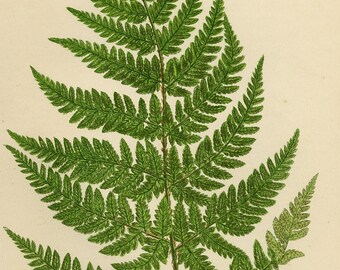 1899 Alter Druck = FARN (291) Pflanzen Blumen = CHROMOLITHOGRAPHIE von Anne Pratt