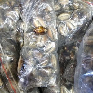 Caracol Aye | Tiger Eye Cowrie Shell | Caracoles Ojo De Tigre | 1 Shell Per Order | Caracol De Osha Caracoles Ojo De Tiger Shells Aye Ochun