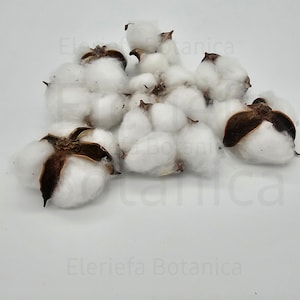 Capullo de mata de algodon Cotton | Santero Iyawo , Rogacion De cabeza | Obatala