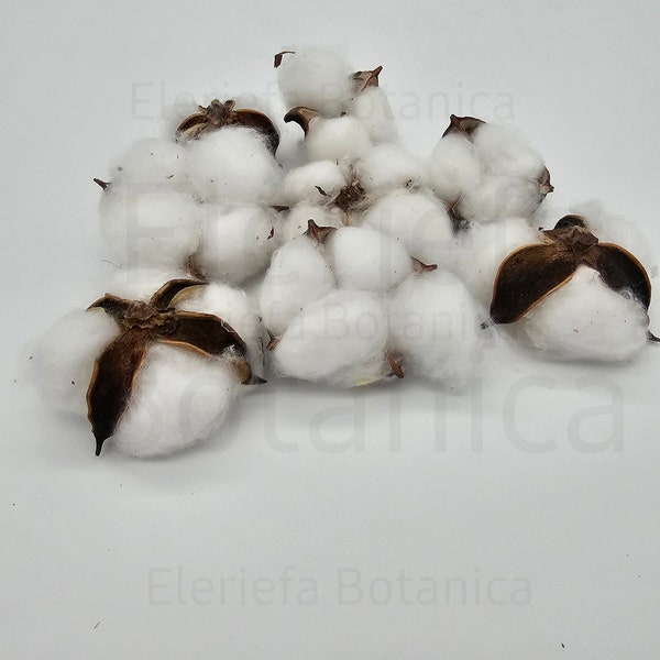 Capullo de mata de algodon Coton | Santero Iyawo , Rogación de cabeza | Obatala