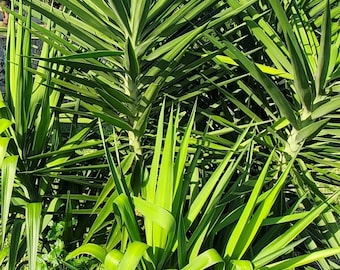 Peregun