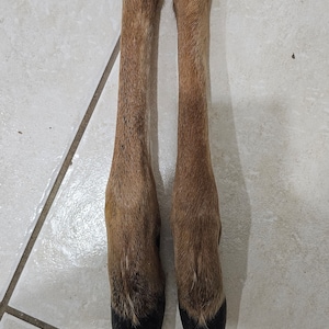Herramientas de ochosi, tools of oshosi / patas de venado para oshosi / Oshosi deer feet
