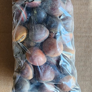 May include: A clear plastic bag filled with a variety of brown, black, and red seeds. The seeds are smooth and oval-shaped.
