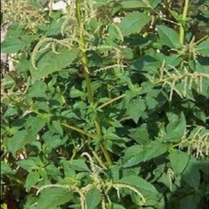 May include: A close-up of a green leafy plant with small white flowers. The plant has a bushy appearance and is growing in a garden or field.