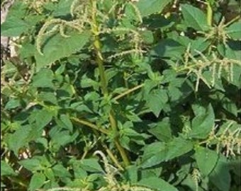 Peut inclure: Gros plan sur une plante verte feuillue avec de petites fleurs blanches. La plante a un aspect touffu et pousse dans un jardin ou un champ.