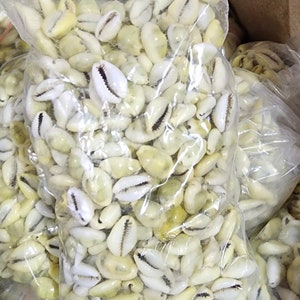 May include: Multiple bags filled with white cowrie shells. The shells are in a clear plastic bag with a zipper closure.