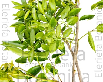 Almacigo / hierba almacigo / alamcigo recién cortado