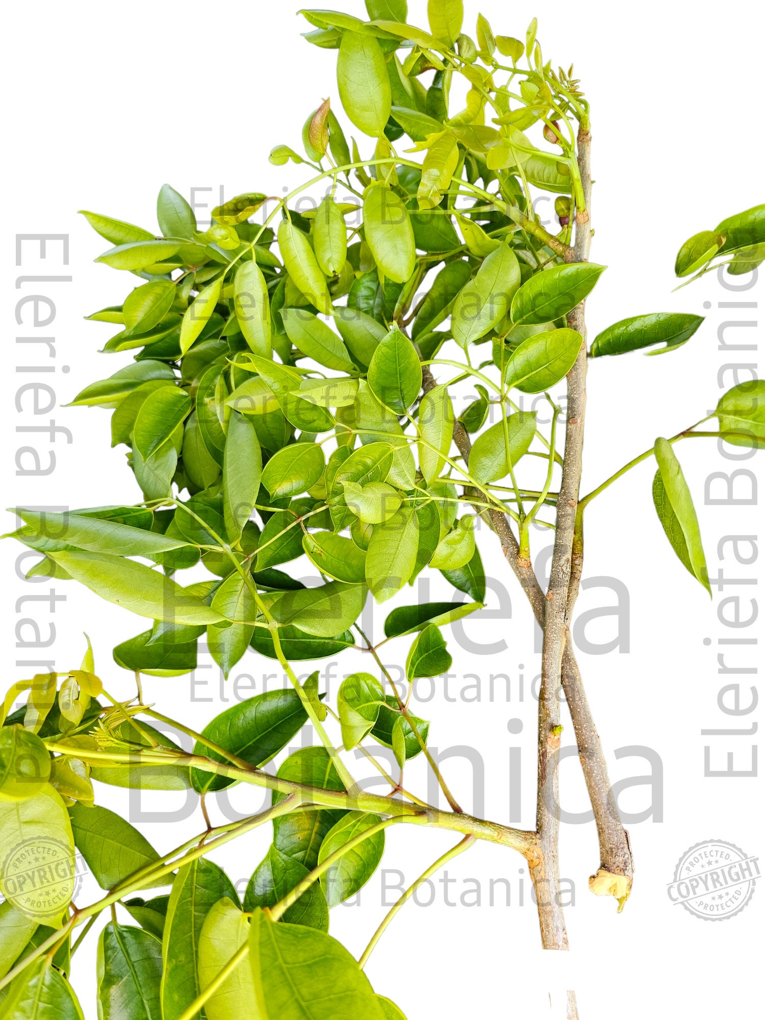 Almacigo | Hierba Almacigo | Alamcigo Fresh Cut - Etsy