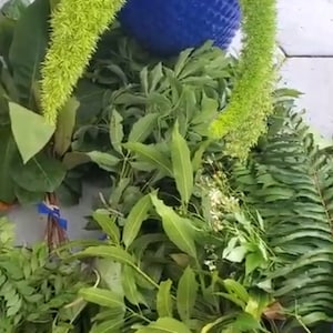 Hierbas para Iniciación de Santo - Hierbas de Santo para iniciación de Ocha ~ Ewe de Santo, Ewe de Ifa - Ozain - Orishas, Santeria, Ifa,